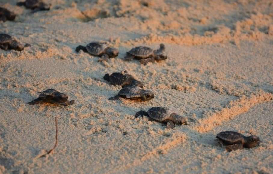 De geboorte van 140 karetschildpadden